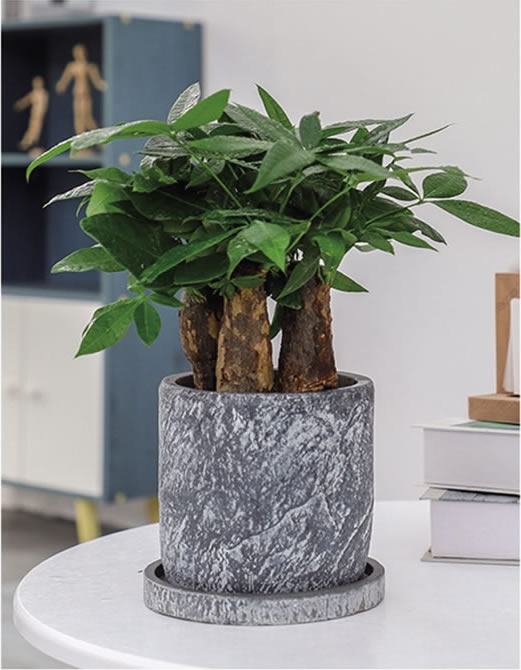 小發(fā)財(cái)樹