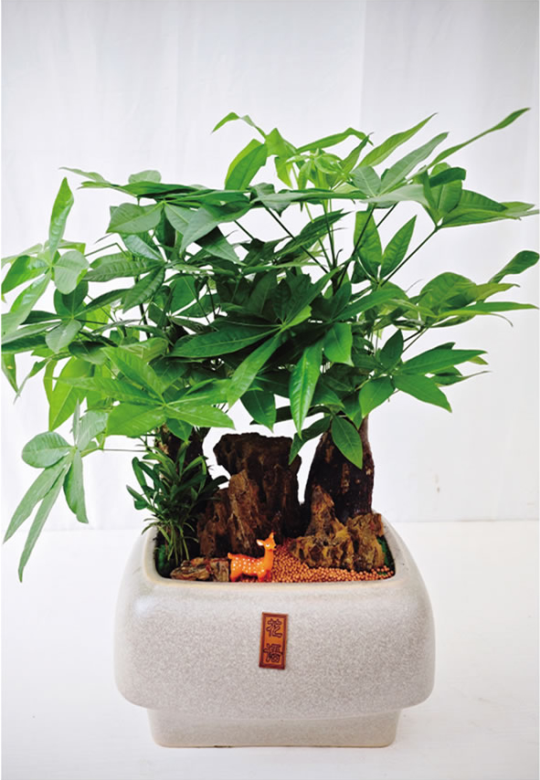 發(fā)財(cái)樹(shù)盆景