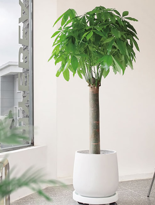 單桿發(fā)財(cái)樹