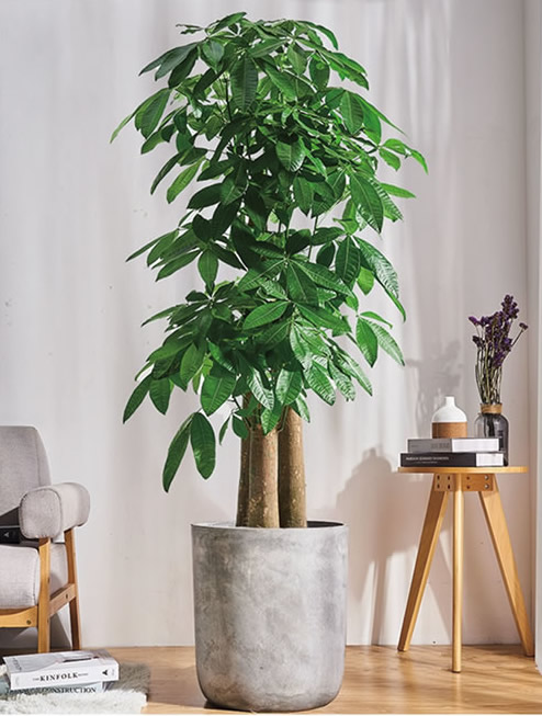 步步高發(fā)財(cái)樹